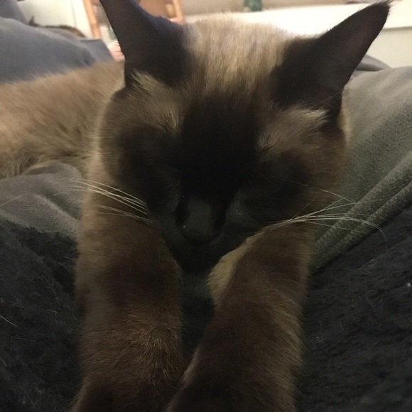 Meet your Posher, Elizabeth - Picture 1 of 1